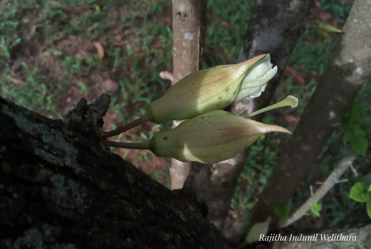 Parmentiera cereifera Seem.